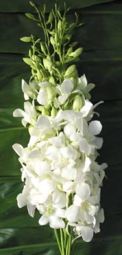  DENDROBIUM BLANCO