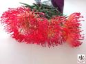  LEUCOSPERMUM ROJO