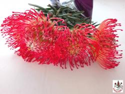  LEUCOSPERMUM ROJO
