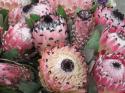  PROTEA BARBIGERA