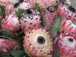  PROTEA BARBIGERA