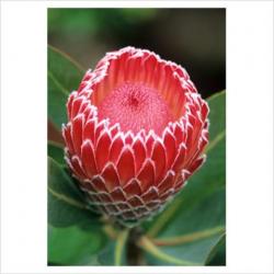  PROTEA CANDIDA