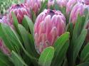  PROTEA PINK ICE