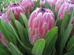  PROTEA PINK ICE