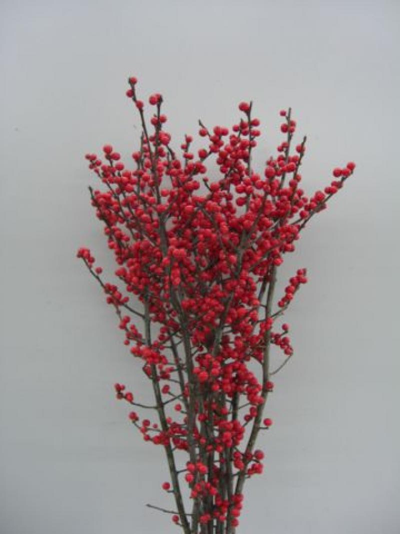  ILEX ROJO 40 CM