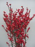  ILEX ROJO 100 CM