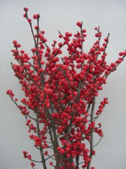  ILEX ROJO 100 CM