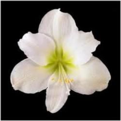  AMARYLLIS MONTBLANC