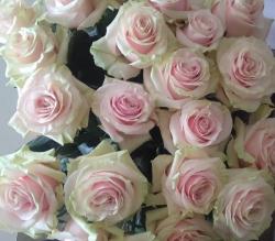  ROSA PINK MONDIAL ROSA 80CM ECU
