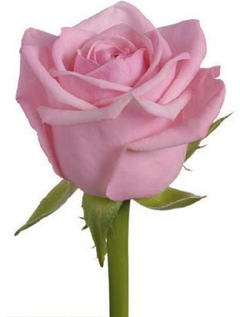  ROSA HEAVEN ROSA 60CM 