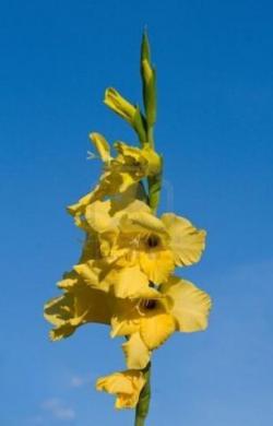  GLADIOLO AMARILL
