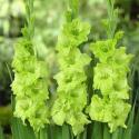  GLADIOLO VERDE
