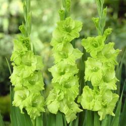  GLADIOLO VERDE
