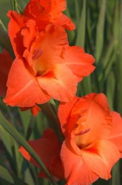  GLADIOLO NARANJA