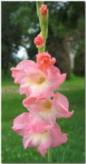  GLADIOLO ROSA