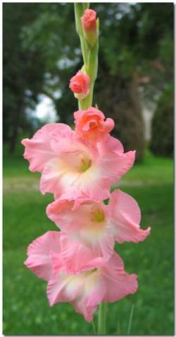  GLADIOLO ROSA