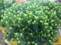  HYPERICUM VERDE 70 CM