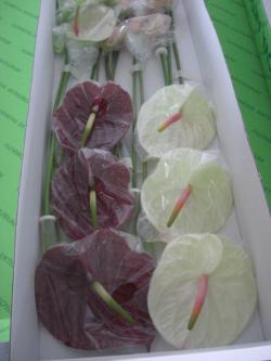  ANTHURIUM VARIADO
