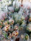  ALSTROEMERIA PERFECTION 