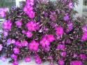  PHLOX LILA
