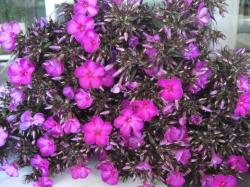  PHLOX LILA