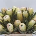  PROTEA WHITE NIGHT
