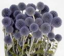  ECHINOPS 
