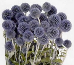  ECHINOPS 