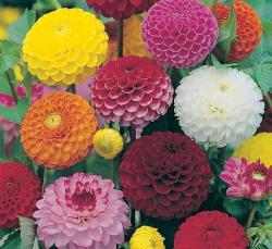  DALIA