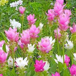  CURCUMA