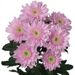  CRISANTEMO OPTIMIST ROSA