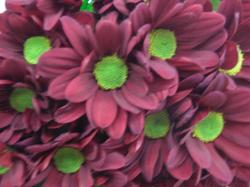  CRISANTEMO BAROLO ROJ