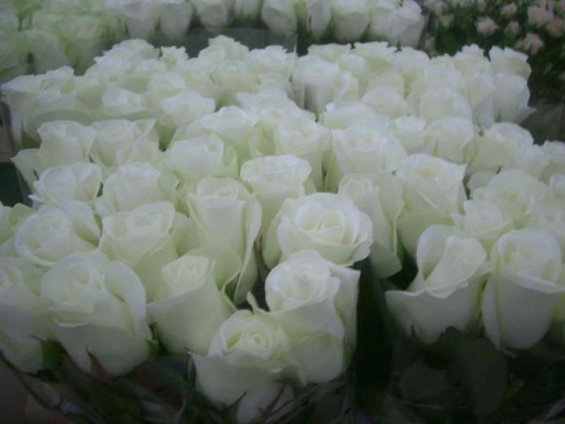  ROSA AKITO BLANCO 60CM