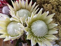  PROTEA  ARTIC ICE BLANC