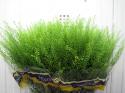 THLASPI GREEN BELL X25