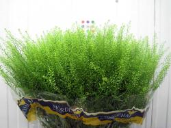 THLASPI GREEN BELL X25