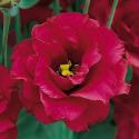  LISIANTHUS HOLANDA ROJ