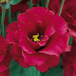  LISIANTHUS HOLANDA ROJ