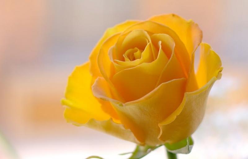  ROSA BIKINI AMARILL 60CM ECU  