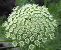  AMMI MAJUS