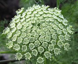  AMMI MAJUS