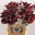  CALA RED CHARM ROJ