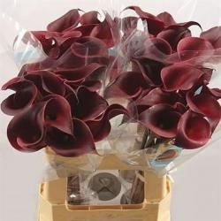  CALA RED CHARM ROJ