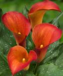  CALA CAPT TRINITY NARANJA