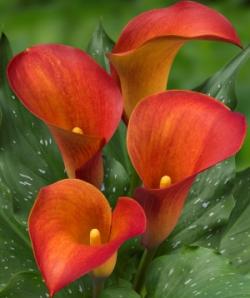  CALA CAPT TRINITY NARANJA
