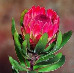  PROTEA SHARON