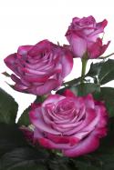  ROSA DEEP PURPLE LILA 70CM ECU 