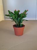  PLANTA RHIPSALIS 