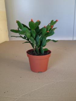  PLANTA RHIPSALIS 