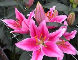  LILIUM OR CALVADOS FUCSIA